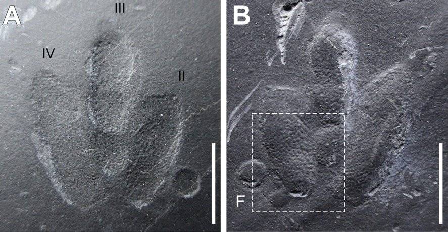 huella dinosaurios