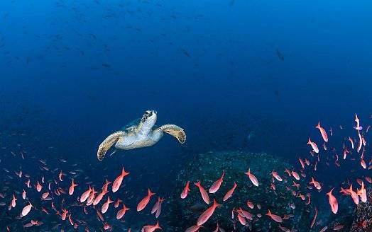 Galápagos