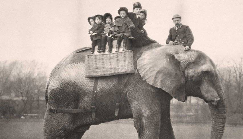 dumbo
