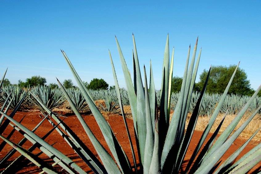 Tianguis Turístico 2019