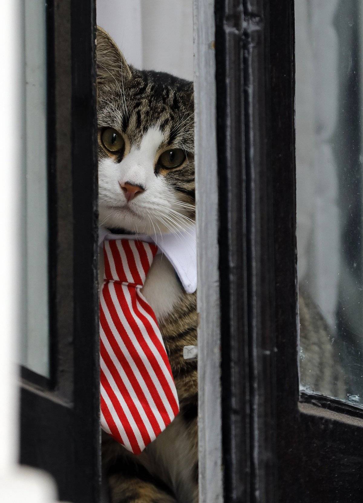 gato de Assange