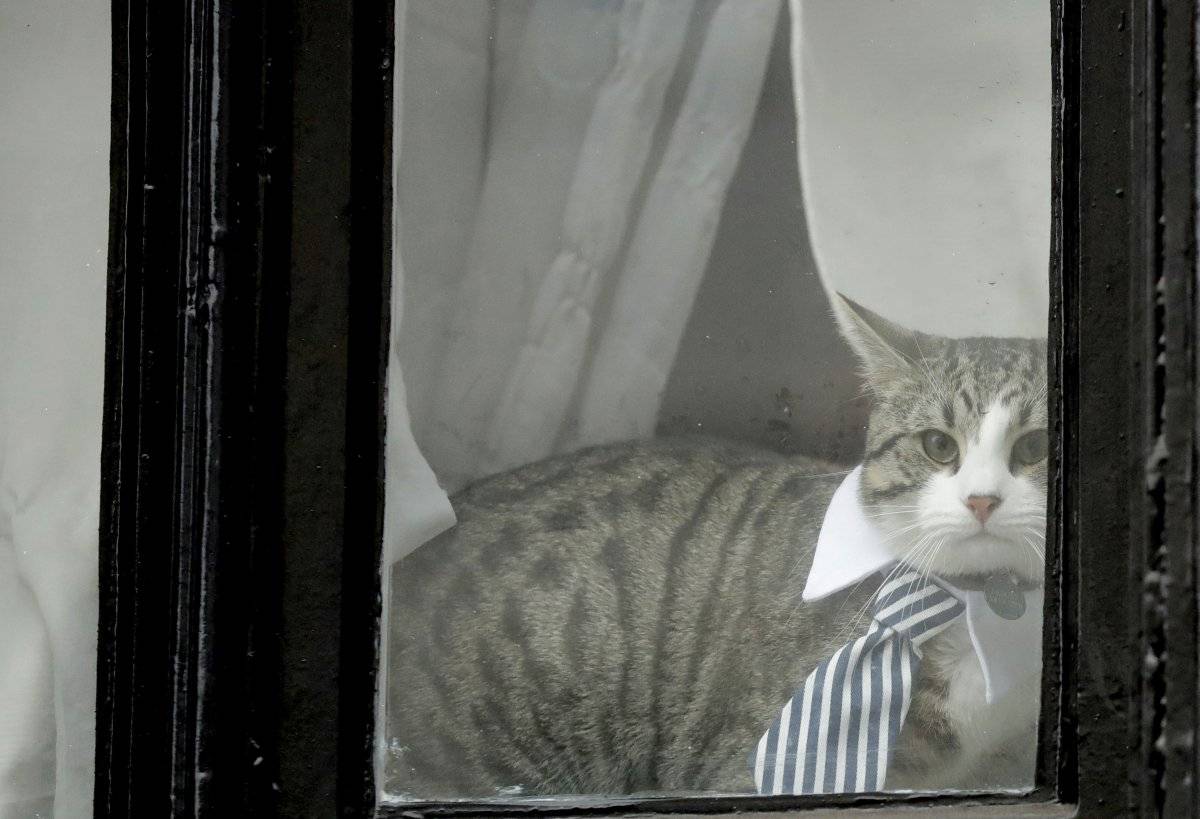 gato de Assange