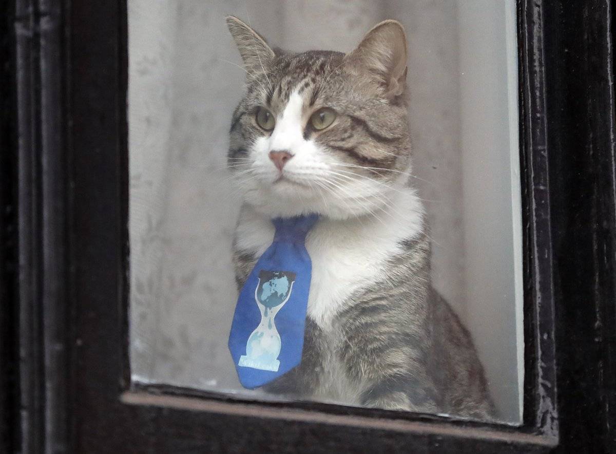 gato Assange