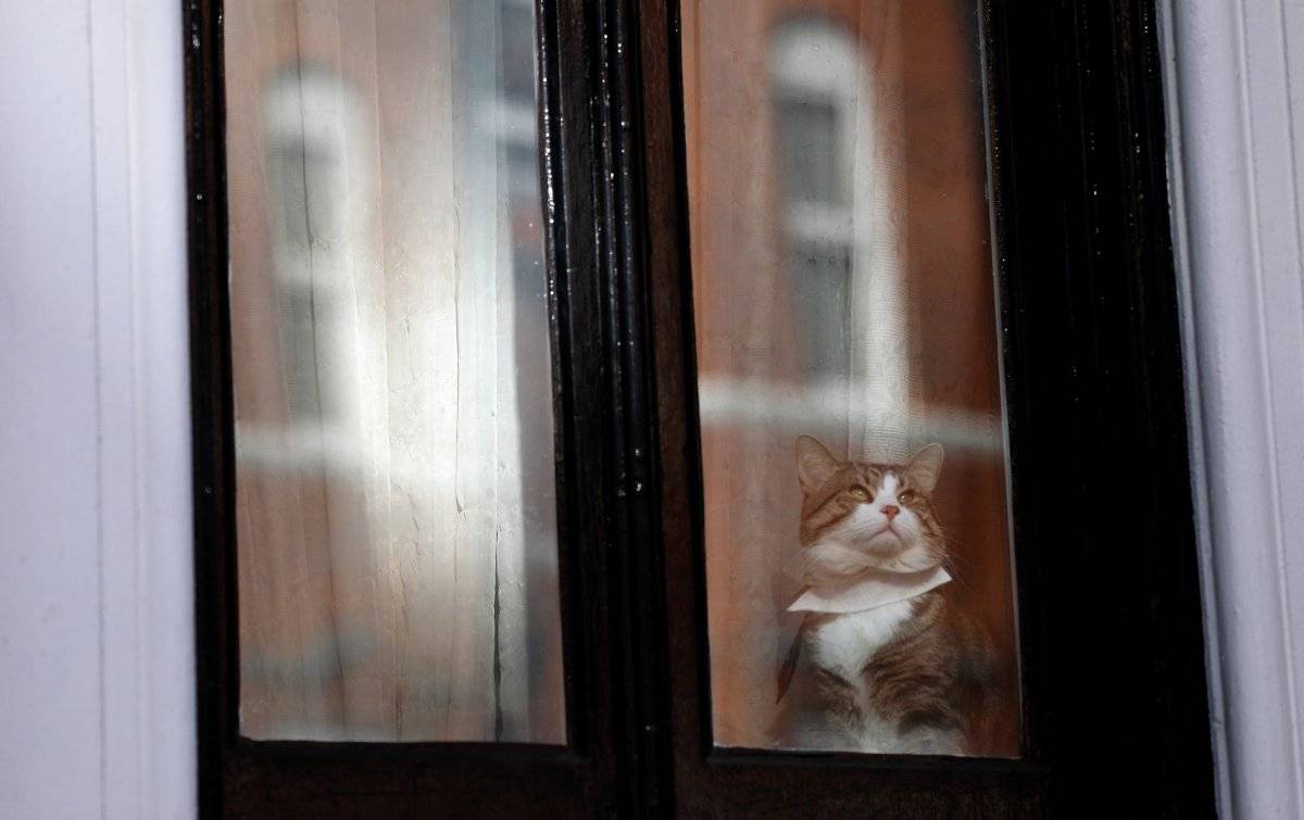 gato de Assange