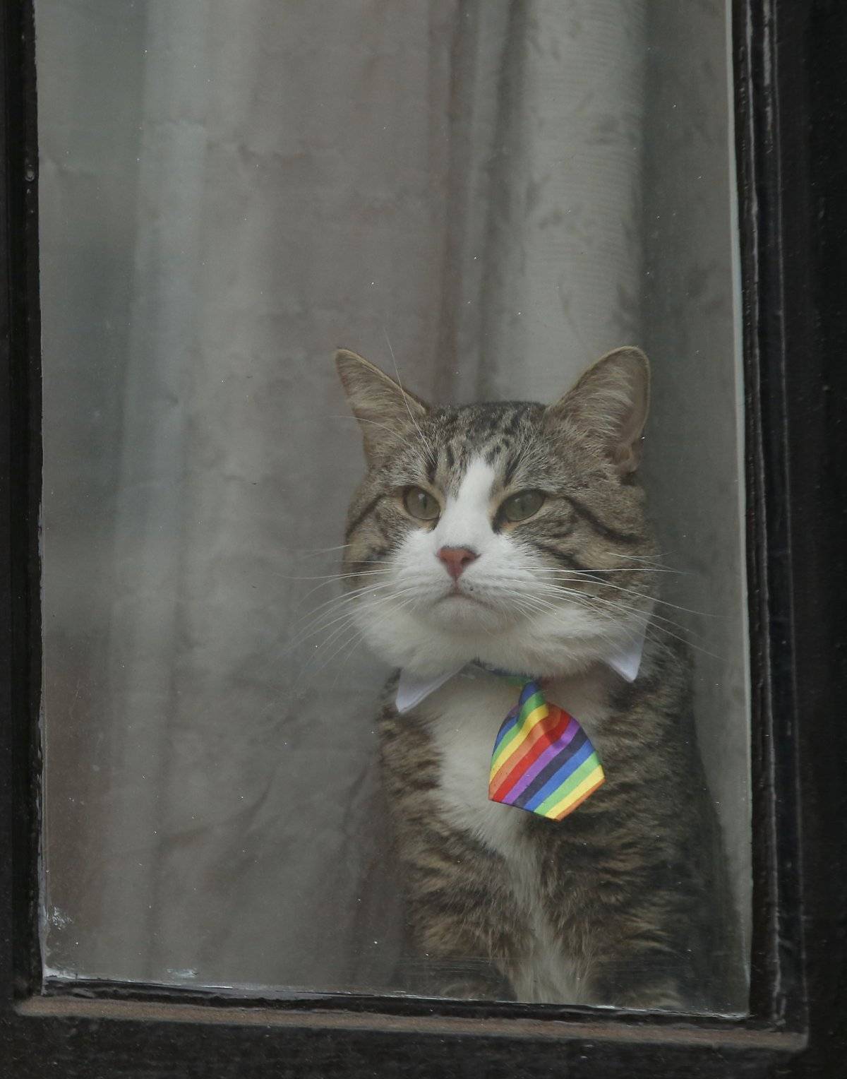 gato de Assange