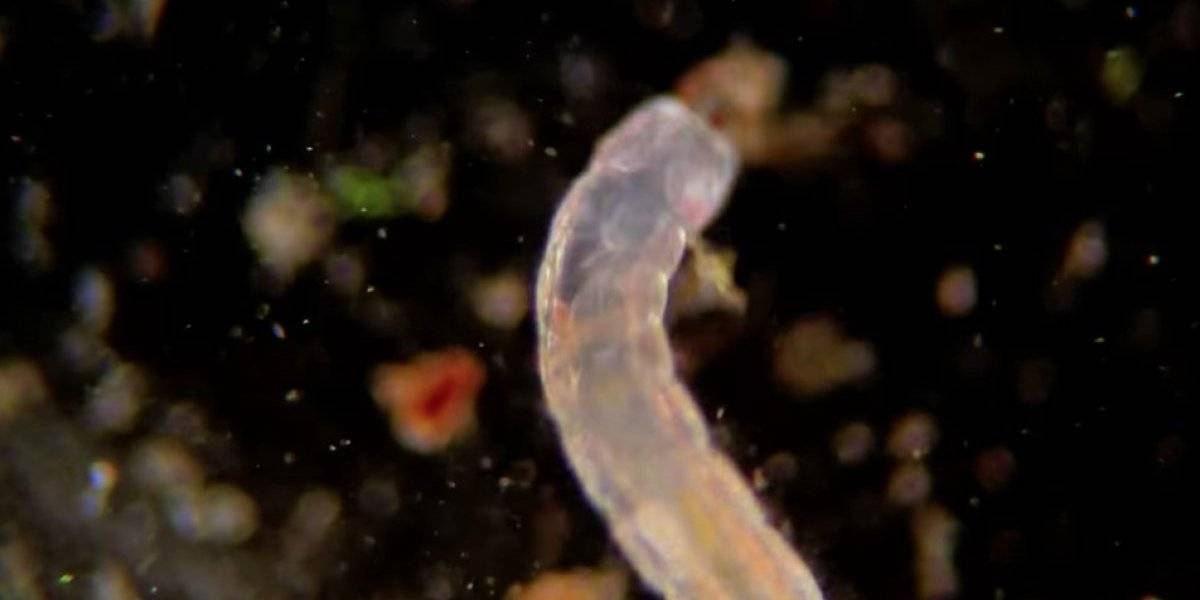 ¿Estamos comiendo gusanos y larvas?: el asqueroso registro de la vida microscópica que existe en las verduras
