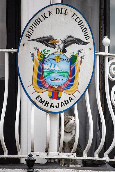 Lo que todos nos preguntamos: ¿Qué sucedió con el gato de Julian Assange? ¿Se encuentra bien? Lo que todos nos preguntamos: ¿Qué sucedió con el gato de Julian Assange? ¿Se encuentra bien?