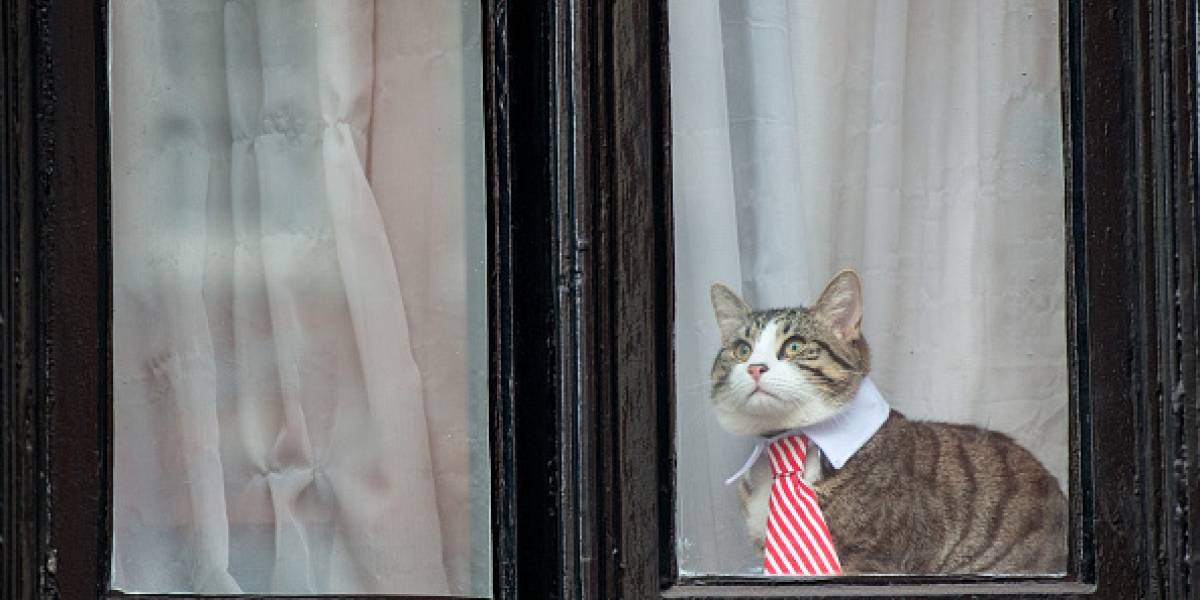Lo que todos nos preguntamos: ¿Qué sucedió con el gato de Julian Assange? ¿Se encuentra bien?