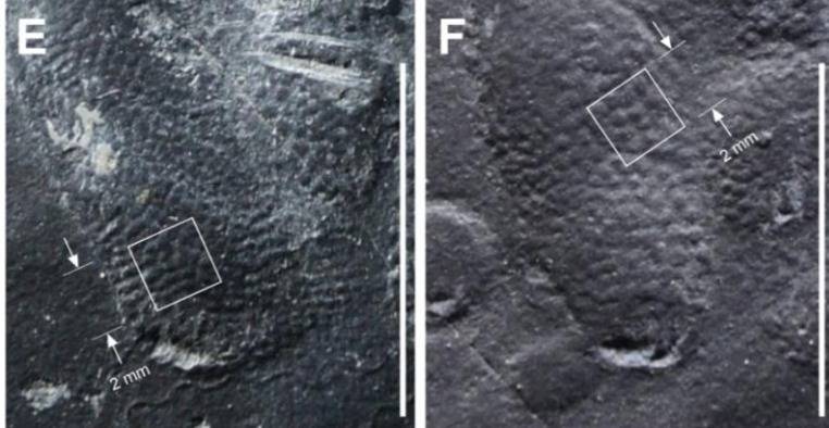 Descubren huellas de dinosaurio tan bien conservadas que se pueden detalles de su piel