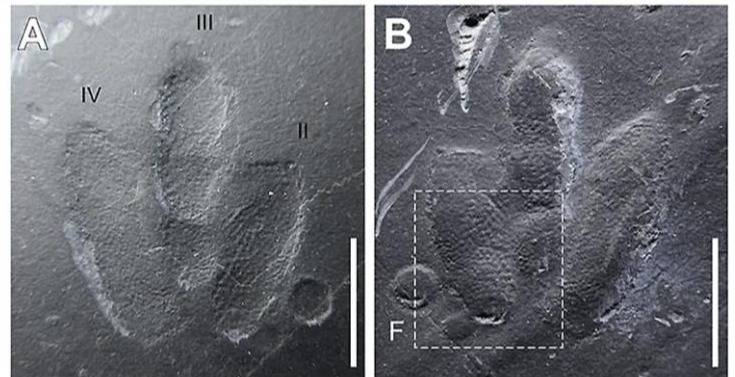 Descubren huellas de dinosaurio tan bien conservadas que se pueden detalles de su piel Descubren huellas de dinosaurio tan bien conservadas que se pueden detalles de su piel