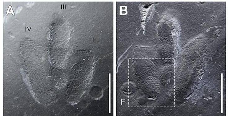 Descubren huellas de dinosaurio tan bien conservadas que se pueden detalles de su piel