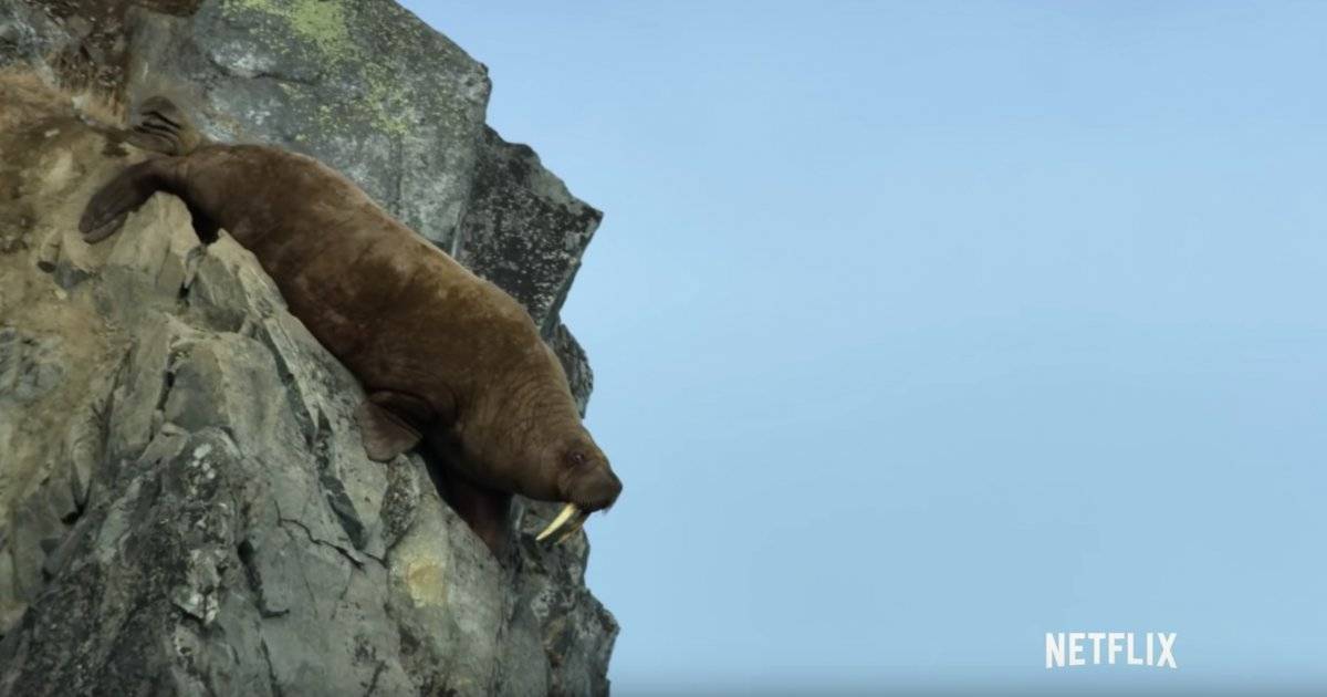 El equipo del documental de Netflix “Our Planet” captó el momento en que decenas de morsas rusas, en un acto suicida, se lanzaron desde un acantilado.