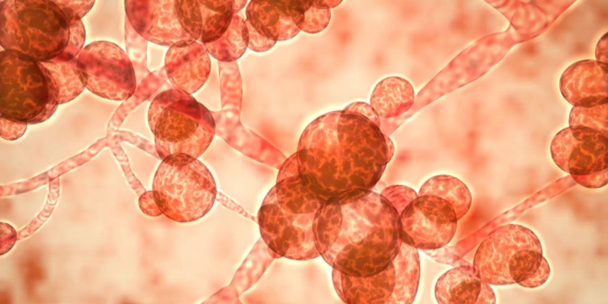 Candida auris: Detectan al peligroso hongo en Chile
