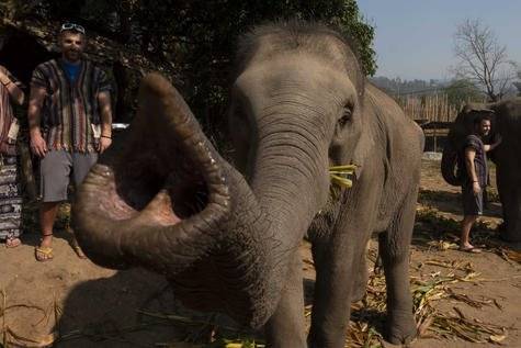 Elefante