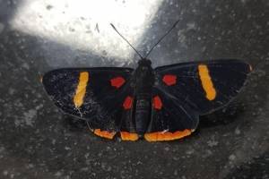 mariposa de la suerte