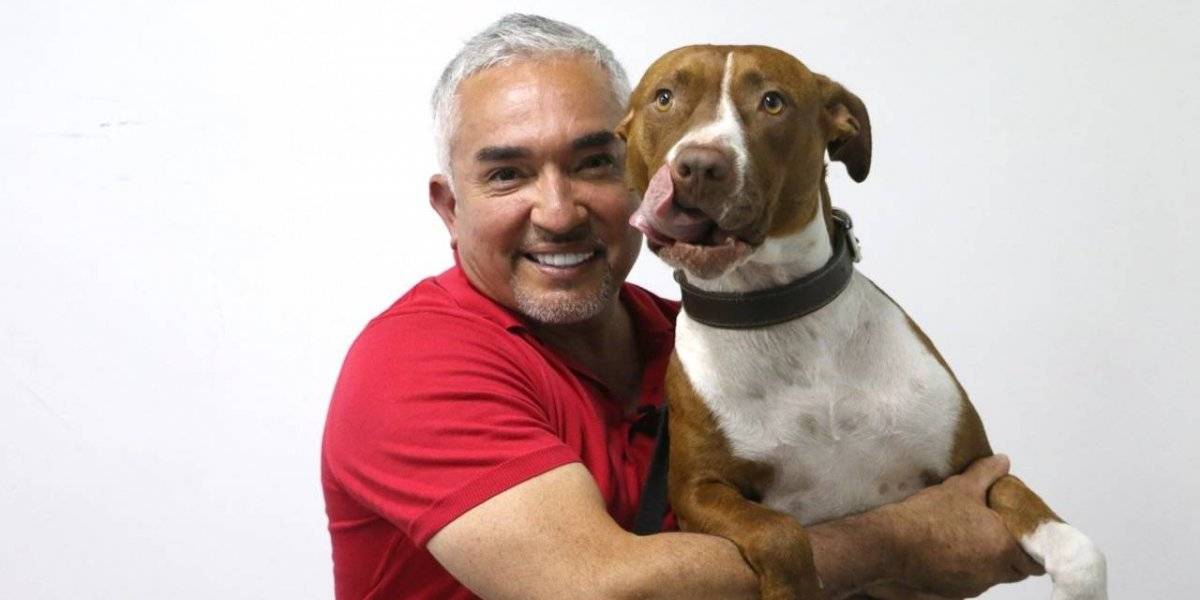 Cesar Millan Como Entrenar A Tu Cachorro