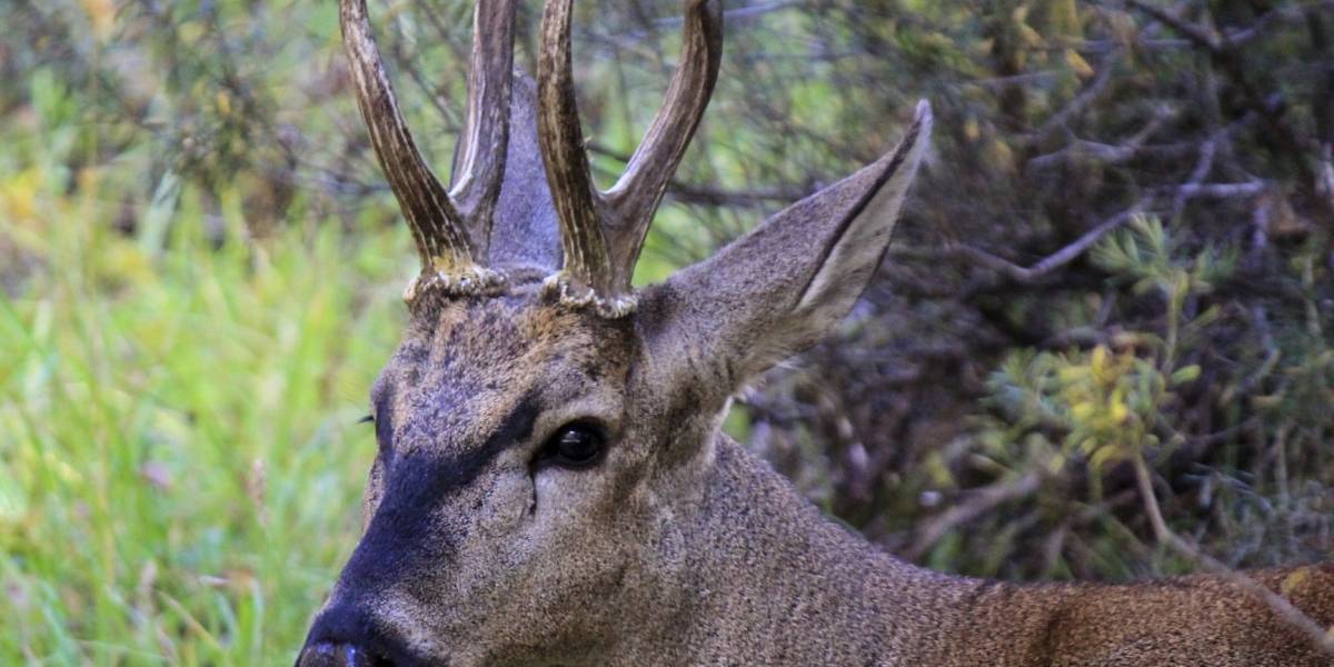 Urgente: científicos identifican grave enfermedad que pone en peligro existencia del Huemul