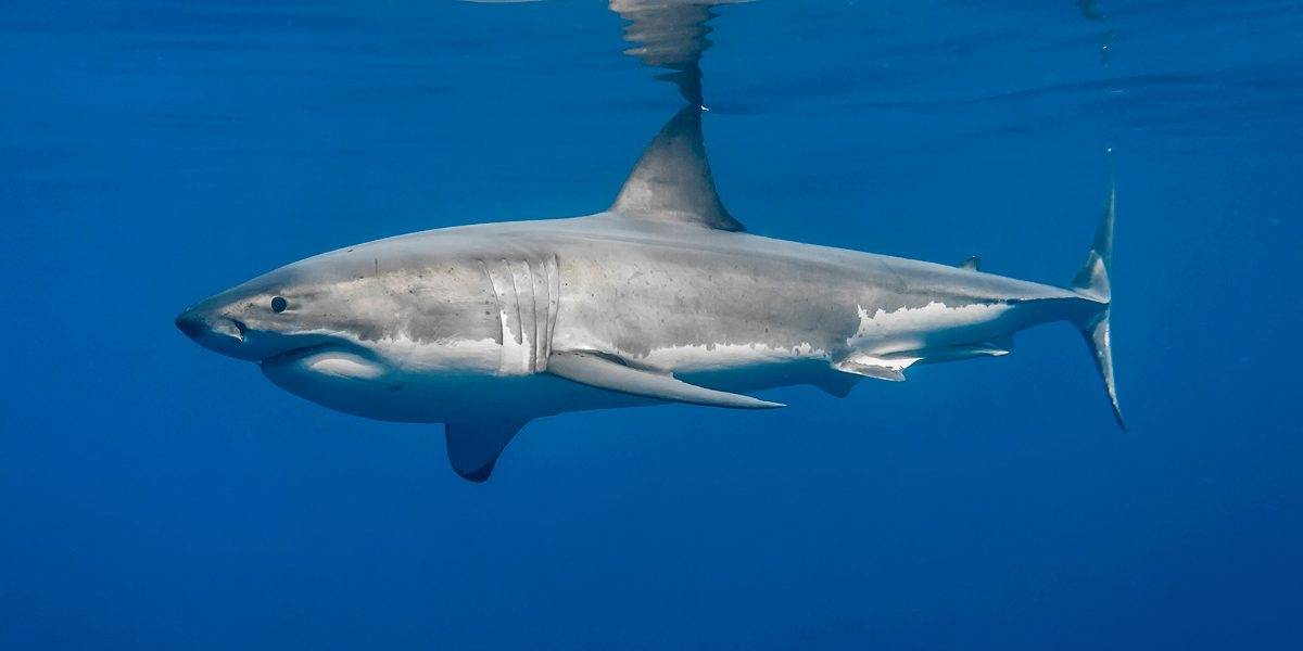 ¡Quién lo diría! Estos animales son los mayores terrores de los tiburones blancos