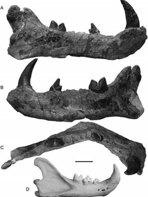 Gran león africano