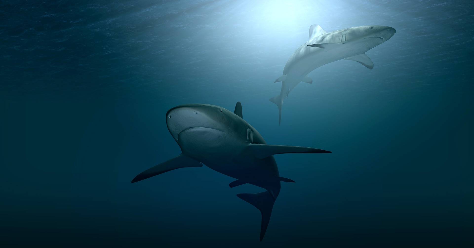Tiburones Estos animales son los mayores terrores de los tiburones blancos