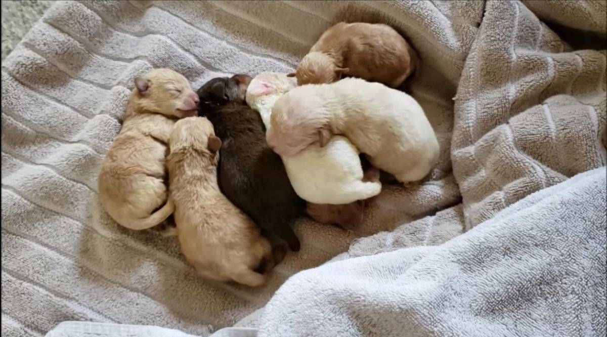 mujer tira cachorros a la basura