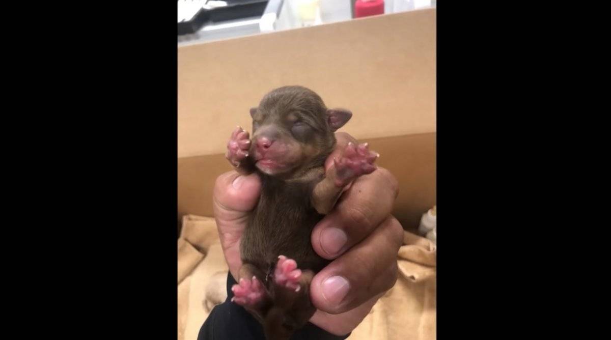 mujer tira cachorros a la basura