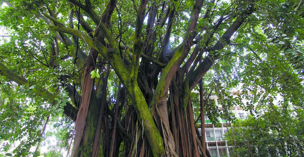 Ficus