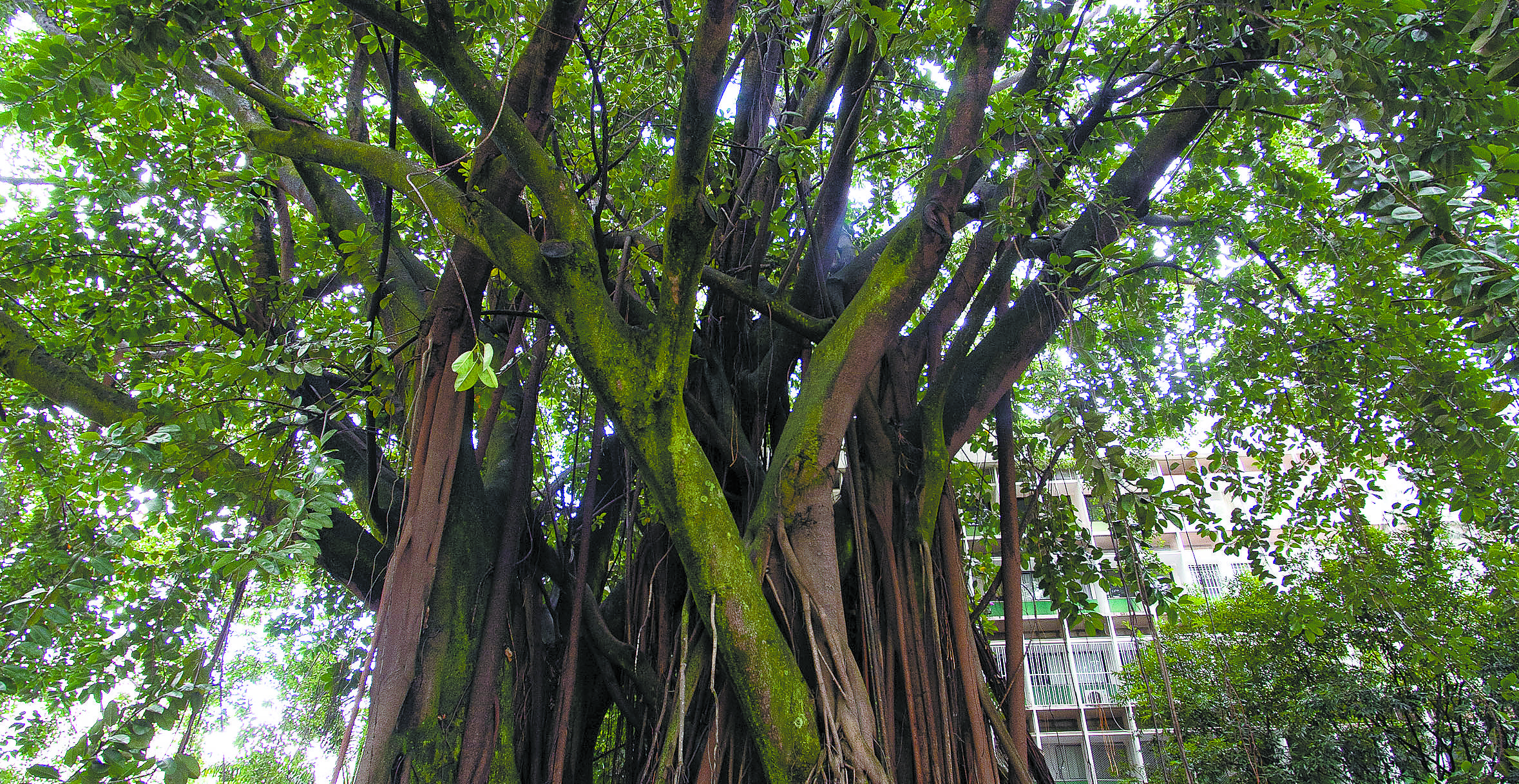 Ficus Ficus
