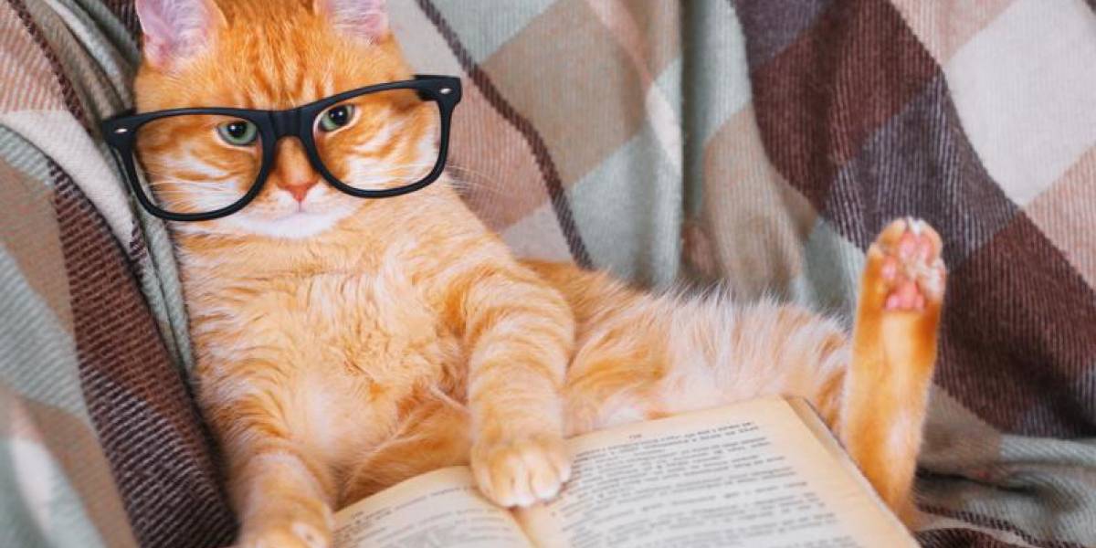 Ya existen las escuelas para entrenar a los gatos en México