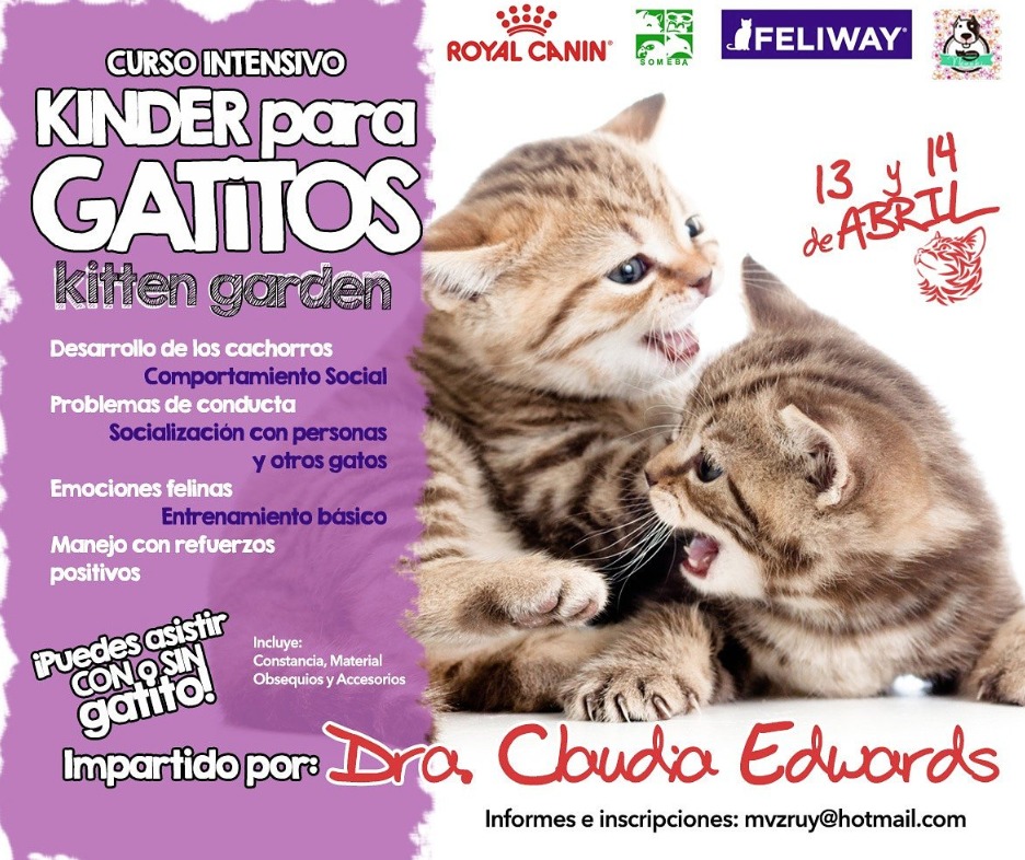 Gatos escuela Gatos escuela