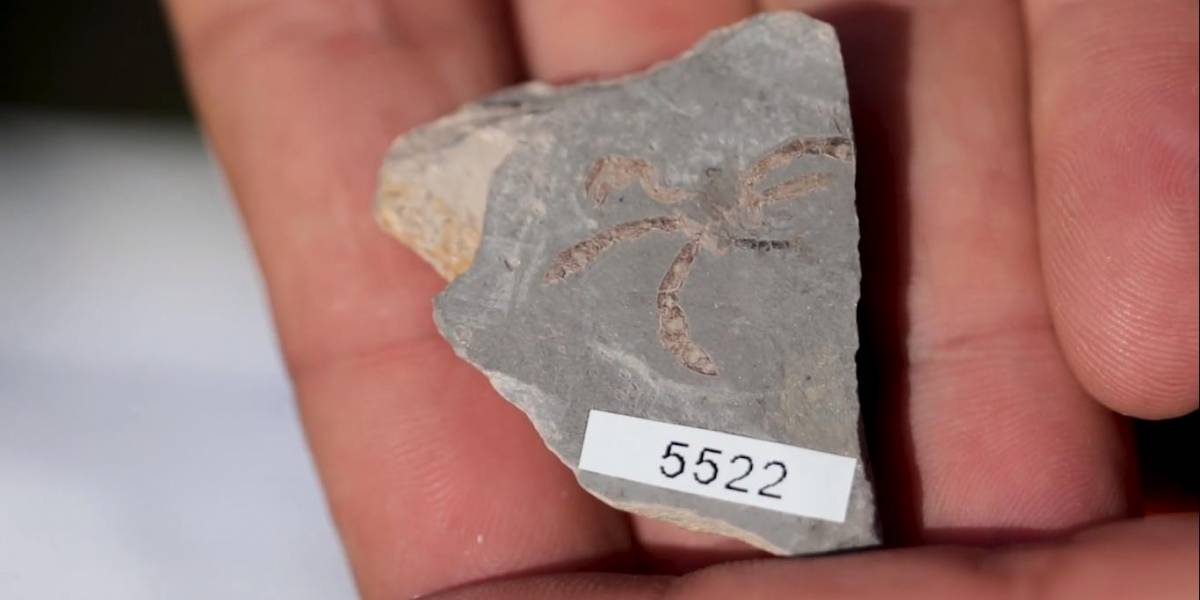 Científicos descubren extraño cangrejo que existió durante la época de los dinosaurios
