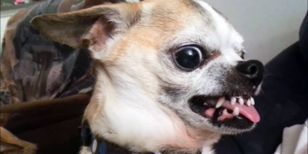 Google trata de hacer chistes con perros y todo se les va de las manos