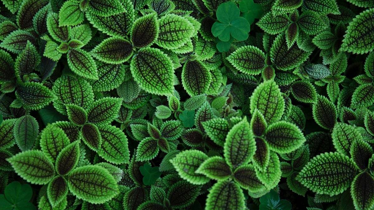 Menta