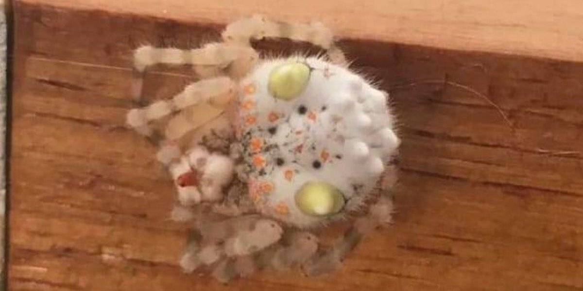 "Yo quemaría mi casa entera si aparece acá": hombre encuentra espeluznante araña con forma de sushi y horroriza a las redes sociales