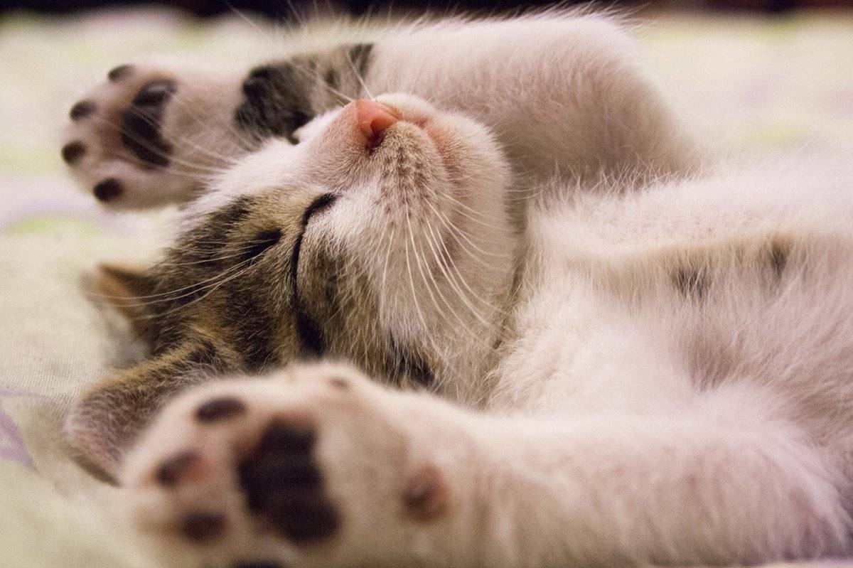 gato
