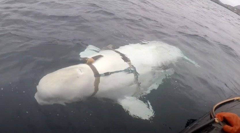 beluga arma