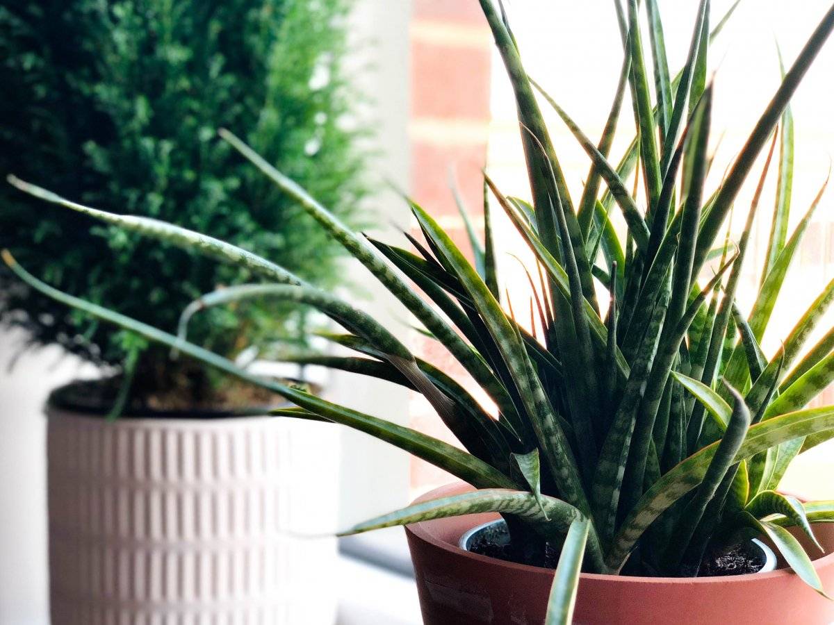 Aloe