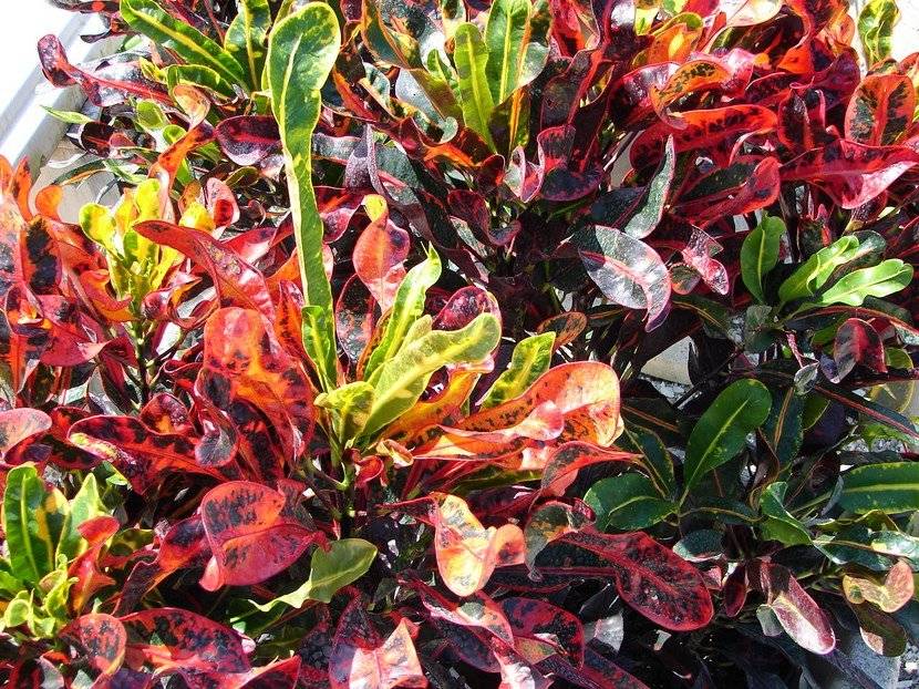 Planta croton