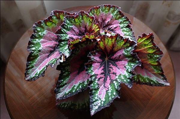 Begonias