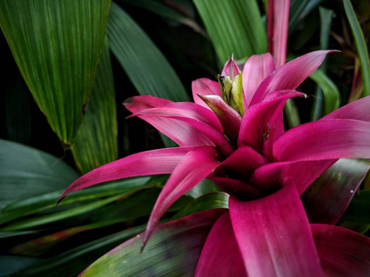 Bromelia
