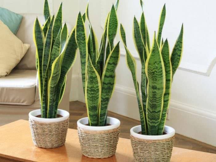 Sanseveria
