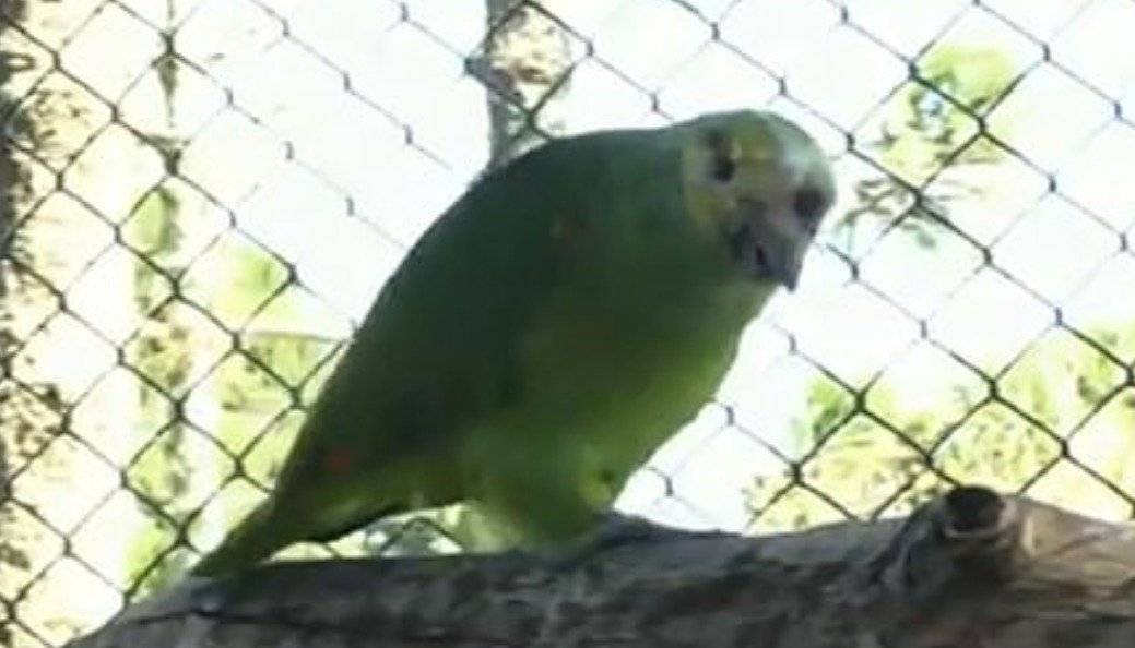 loro