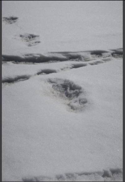 Increíble: Ejército Indio aseguró haber encontrado huellas reales del Yeti Increíble: Ejército Indio aseguró haber encontrado huellas reales del Yeti