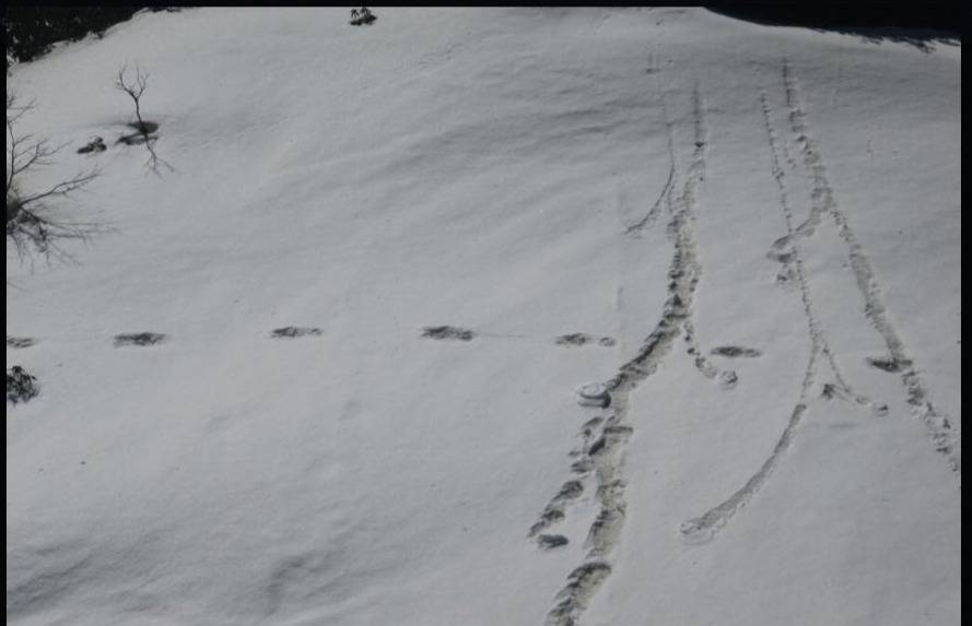 Increíble: Ejército Indio aseguró haber encontrado huellas reales del Yeti Increíble: Ejército Indio aseguró haber encontrado huellas reales del Yeti