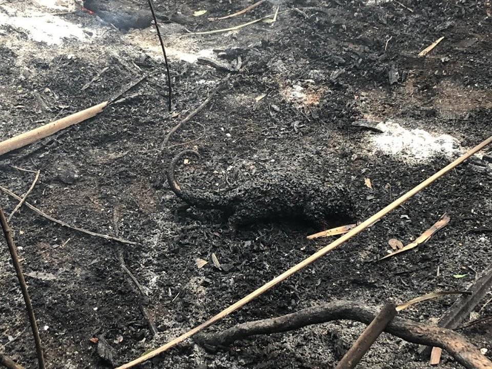 Cuerpos de animales muertos en incendio