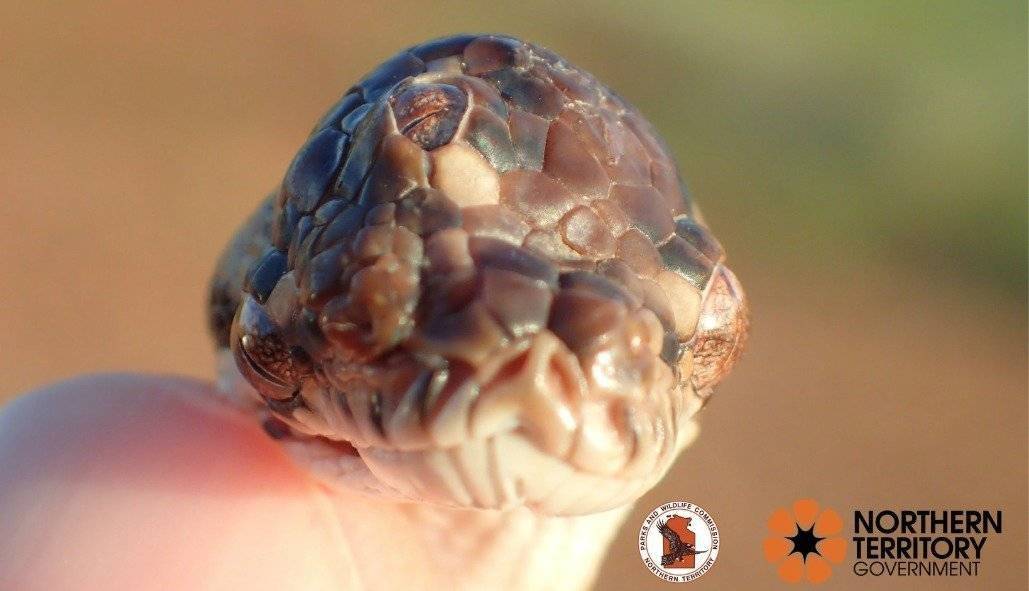 Fotos: encontraron increíble serpiente mutante con tres ojos funcionales en Australia