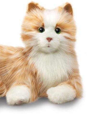 Gato y perro