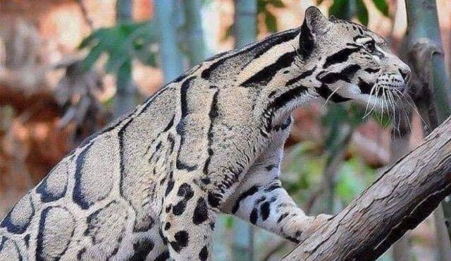 Taiwan leopardo nublado Taiwan leopardo nublado
