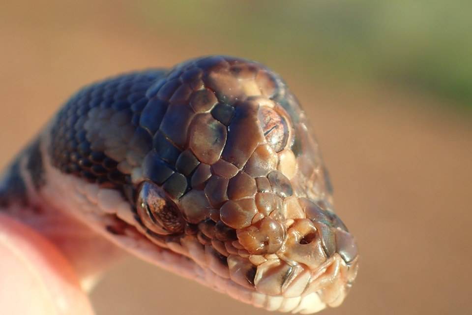 Insólito: Científicos encuentran serpiente con tres ojos en Australia Insólito: Científicos encuentran serpiente con tres ojos en Australia
