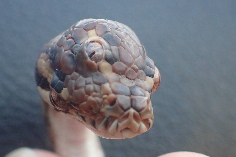 Insólito: Científicos encuentran serpiente con tres ojos en Australia Insólito: Científicos encuentran serpiente con tres ojos en Australia